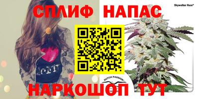 шишки Дубна